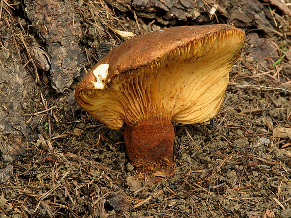 čechračka tmavohlúbiková Tapinella atrotomentosa (Batsch) Šutara