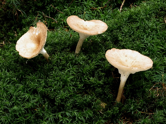 strmuľka lievikovitá Clitocybe gibba (Pers.) P. Kumm.