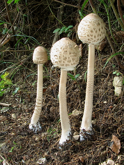 bedľa vysoká Macrolepiota procera (Scop.) Singer