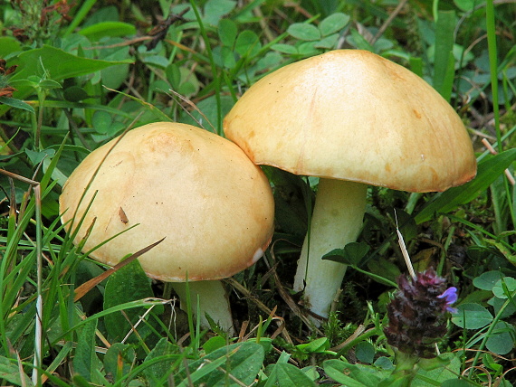 masliak zrnitý Suillus granulatus (L.) Roussel