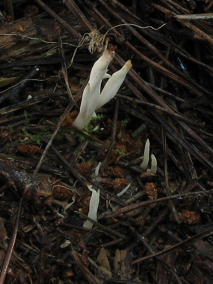 drevnatec Xylaria sp.