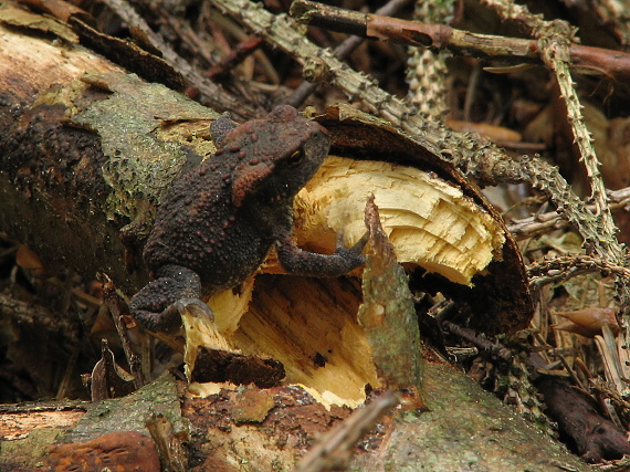 ropucha bradavičnatá Bufo bufo