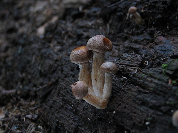 šupinovka Pholiota sp.