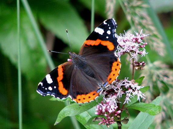 babôčka admirálska Vanessa atalanta