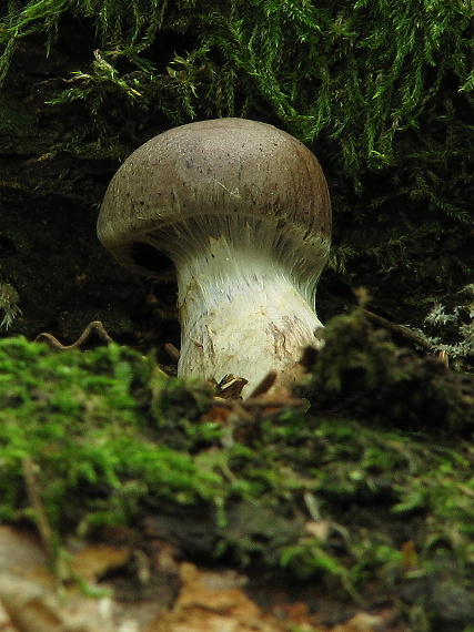 pavučinovec Cortinarius sp.