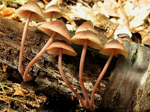 prilbička krvavomliečna Mycena haematopus (Pers.) P. Kumm.