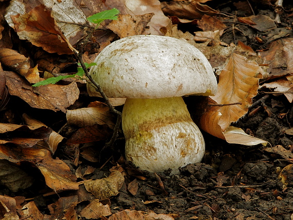 hríb striebristý Butyriboletus fechtneri (Velen.) D. Arora & J.L. Frank