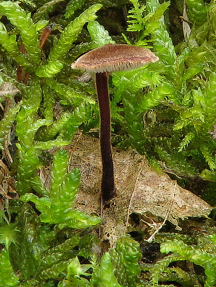 lopatovka obyčajná Auriscalpium vulgare Gray