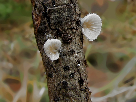 pahliva Crepidotus sp.