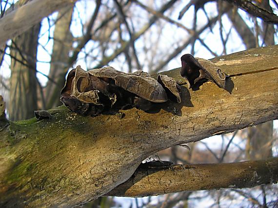 uchovec bazový Auricularia auricula-judae (Bull.) Quél.