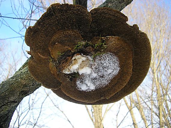 sieťovček červenkastý Daedaleopsis confragosa (Bolton) J. Schröt.