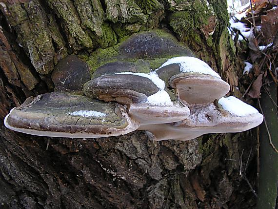 ohňovec obyčajný Phellinus igniarius (L.) Quél.