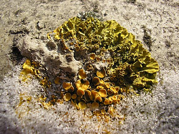 diskovník múrový Xanthoria parietina var. parietina