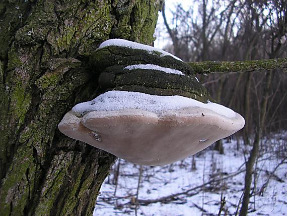 ohňovec obyčajný Phellinus igniarius (L.) Quél.