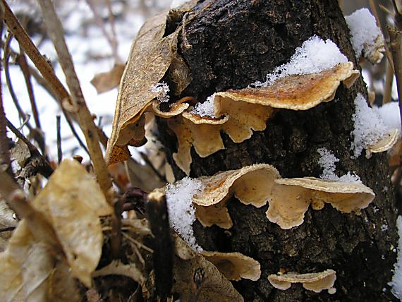 pevník Stereum sp.