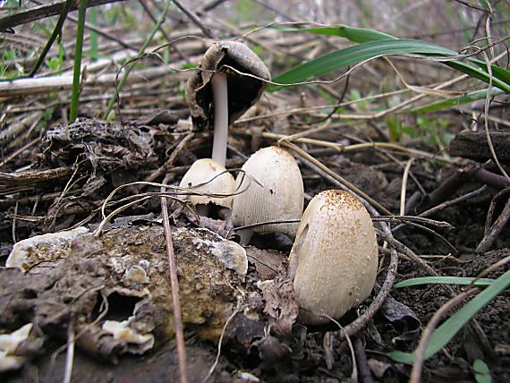 hnojník okrový Coprinellus domesticus (Bolton) Vilgalys, Hopple & Jacq. Johnson