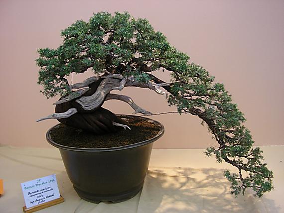 bonsai