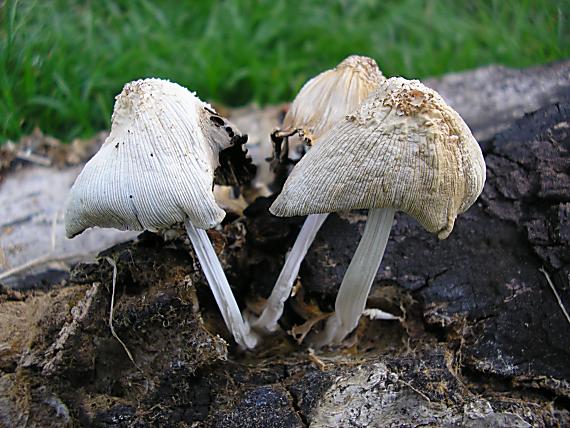 hnojník okrový Coprinellus domesticus (Bolton) Vilgalys, Hopple & Jacq. Johnson