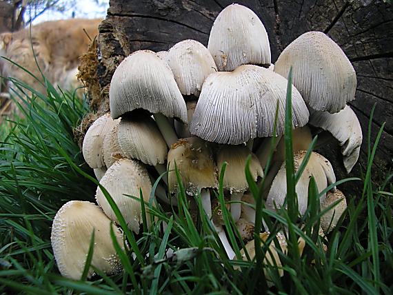 hnojník okrový Coprinellus domesticus (Bolton) Vilgalys, Hopple & Jacq. Johnson