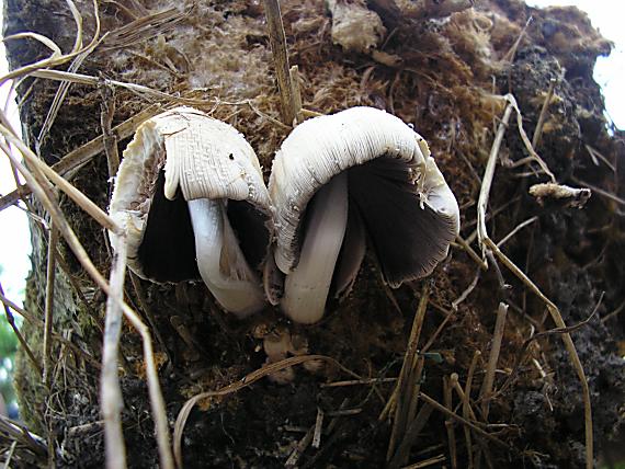 hnojník okrový Coprinellus domesticus (Bolton) Vilgalys, Hopple & Jacq. Johnson