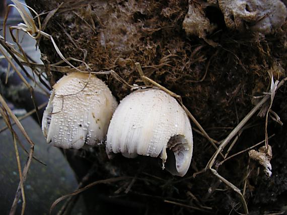 hnojník okrový Coprinellus domesticus (Bolton) Vilgalys, Hopple & Jacq. Johnson