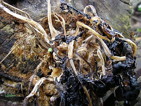 hnojník Coprinus sp.