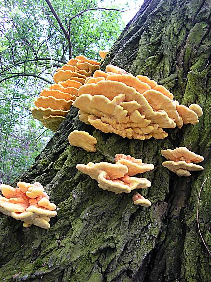 sírovec obyčajný Laetiporus sulphureus (Bull.) Murrill