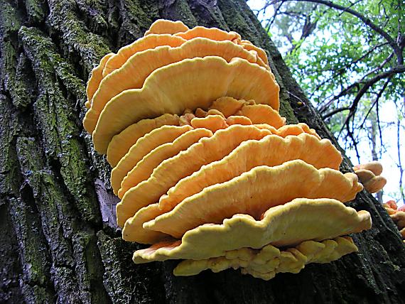 sírovec obyčajný Laetiporus sulphureus (Bull.) Murrill