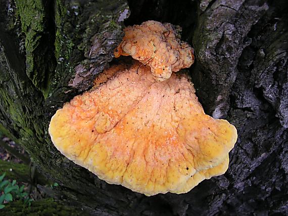 sírovec obyčajný Laetiporus sulphureus (Bull.) Murrill