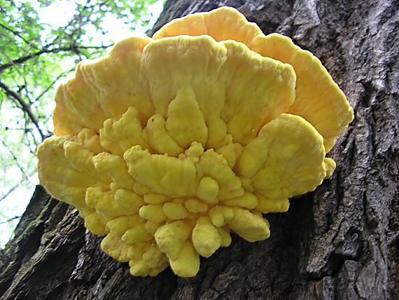 sírovec obyčajný Laetiporus sulphureus (Bull.) Murrill