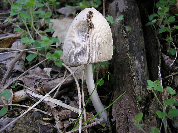 hnojník okrový Coprinellus domesticus (Bolton) Vilgalys, Hopple & Jacq. Johnson