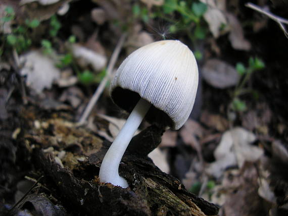 hnojník okrový Coprinellus domesticus (Bolton) Vilgalys, Hopple & Jacq. Johnson