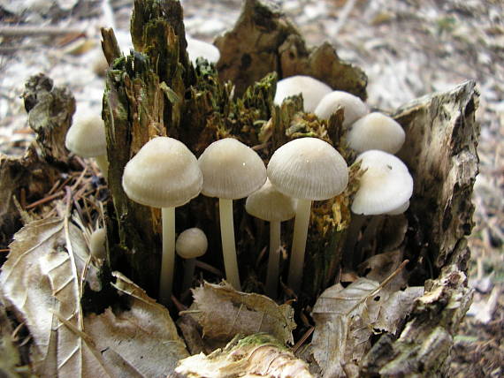 prilbička ružovolupeňová Mycena galericulata (Scop.) Gray