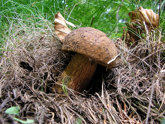 hríb zrnitohlúbikový Sutorius luridiformis (Rostk.) G. Wu & Zhu L. Yang