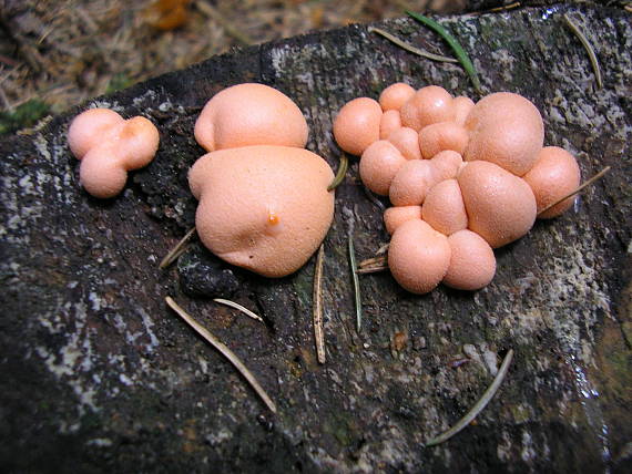 vlčinka červená Lycogala epidendrum (J.C. Buxb. ex L.) Fr.