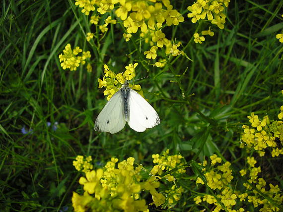 mlynárik repkový Pieris napi