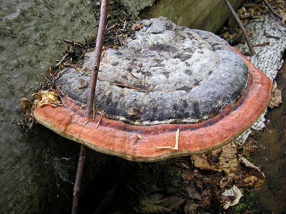 práchnovček pásikavý Fomitopsis pinicola (Sw.) P. Karst.