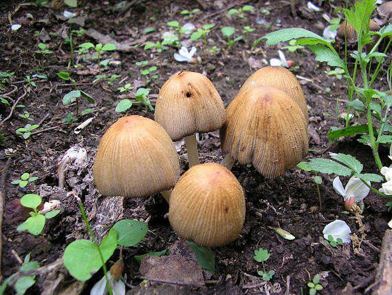 hnojník Coprinus sp.