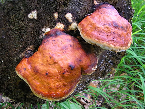 práchnovček pásikavý Fomitopsis pinicola (Sw.) P. Karst.