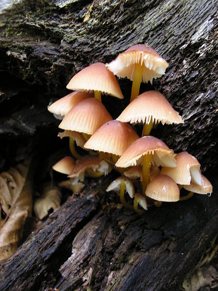 prilbička žltohlúbiková Mycena renati Quél.