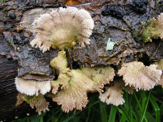 klanolupeňovka obyčajná Schizophyllum commune Fr.