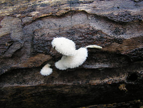 klanolupeňovka obyčajná Schizophyllum commune Fr.