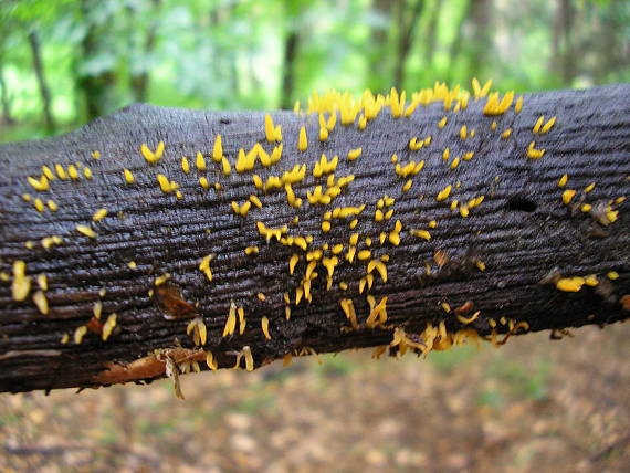 parôžkovec lepkavý? Calocera viscosa ?