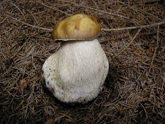 hríb smrekový Boletus edulis Bull.