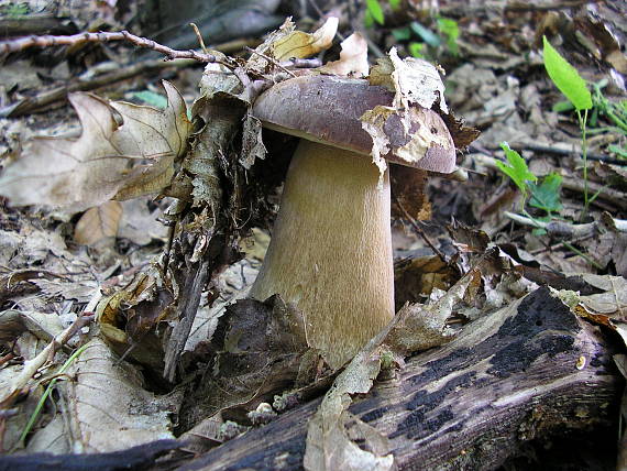 hríb dubový Boletus reticulatus Schaeff.