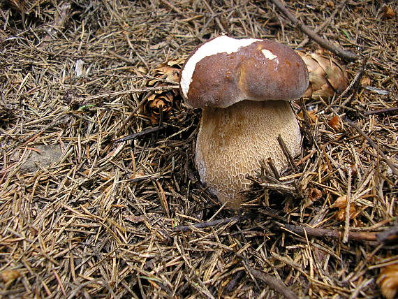 hríb Boletus sp.