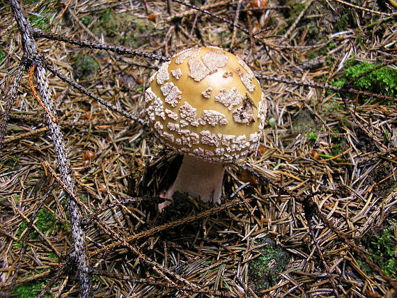 muchotrávka červenkastá Amanita rubescens Pers.