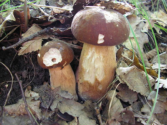 hríb dubový Boletus reticulatus Schaeff.