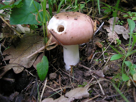 plávka Russula sp.