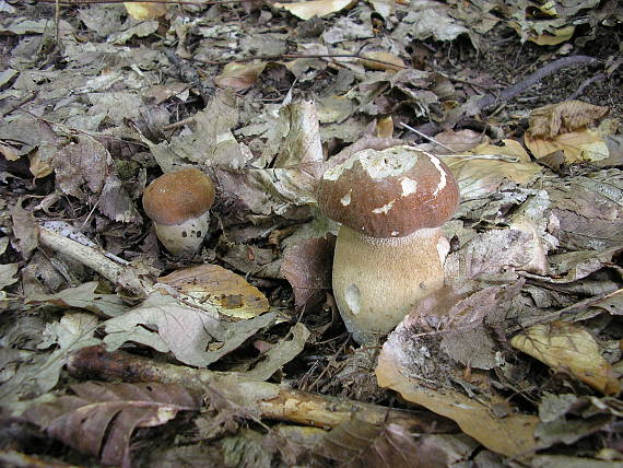 hríb dubový Boletus reticulatus Schaeff.